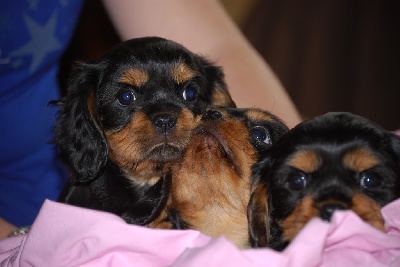 Du Domaine De Prescalix - CHIOTS CAVALIER KING CHARLES