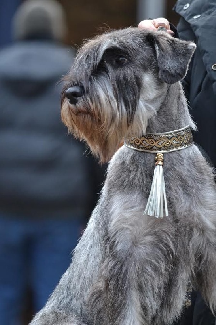 Du Domaine De Prescalix - Paris dog show 2015