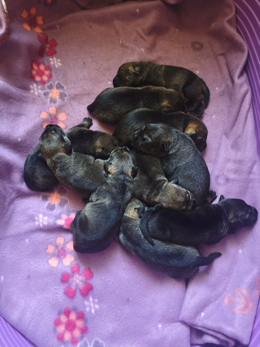 Les bébés sont là
