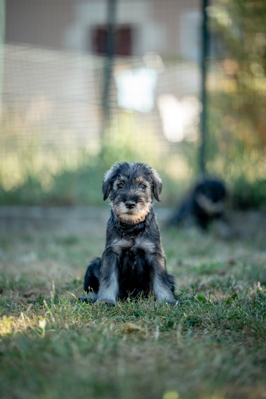 2 femelles schnauzer moyen poivre et sel disponibles pour familles 5 étoiles