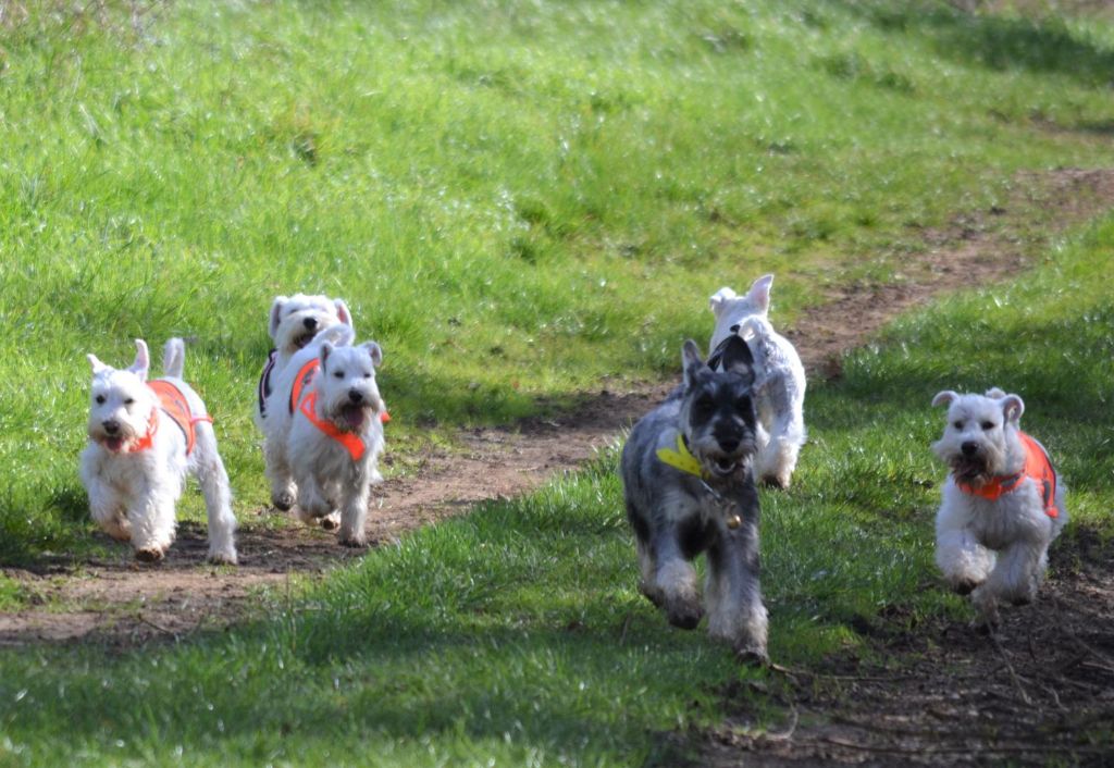 Du Domaine De Prescalix - Promenade avec les loulous le 23/02/2020