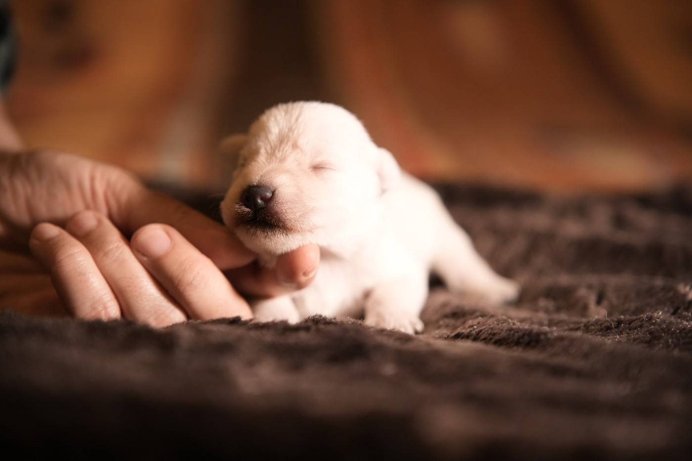 Du Domaine De Prescalix - Chiots disponibles - Schnauzer miniature