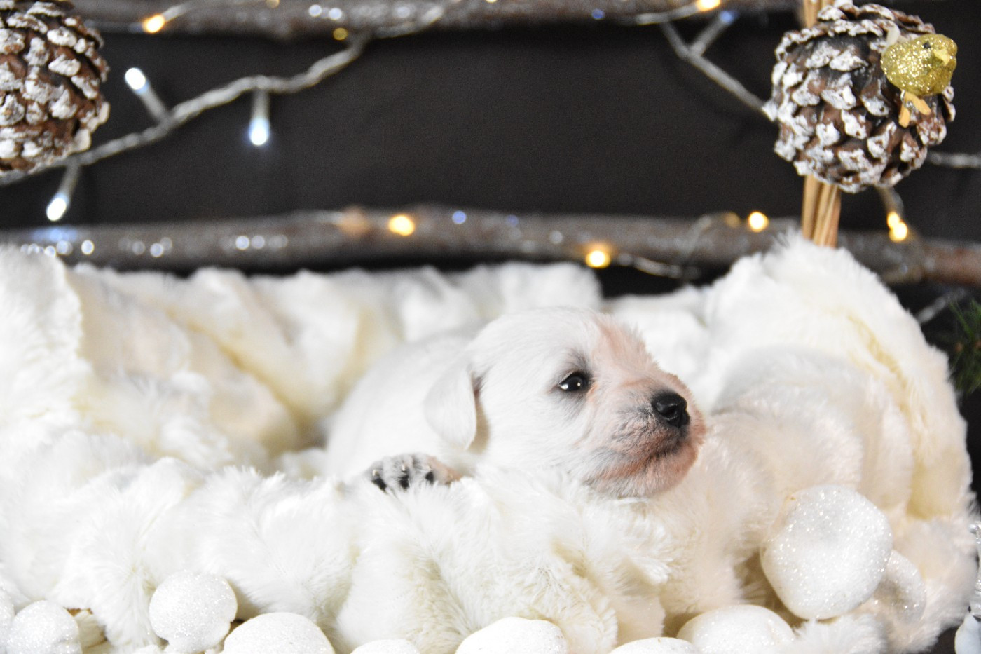 Du Domaine De Prescalix - Chiots disponibles - Schnauzer miniature