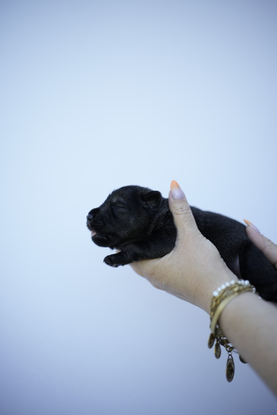 Du Domaine De Prescalix - Chiots disponibles - Schnauzer