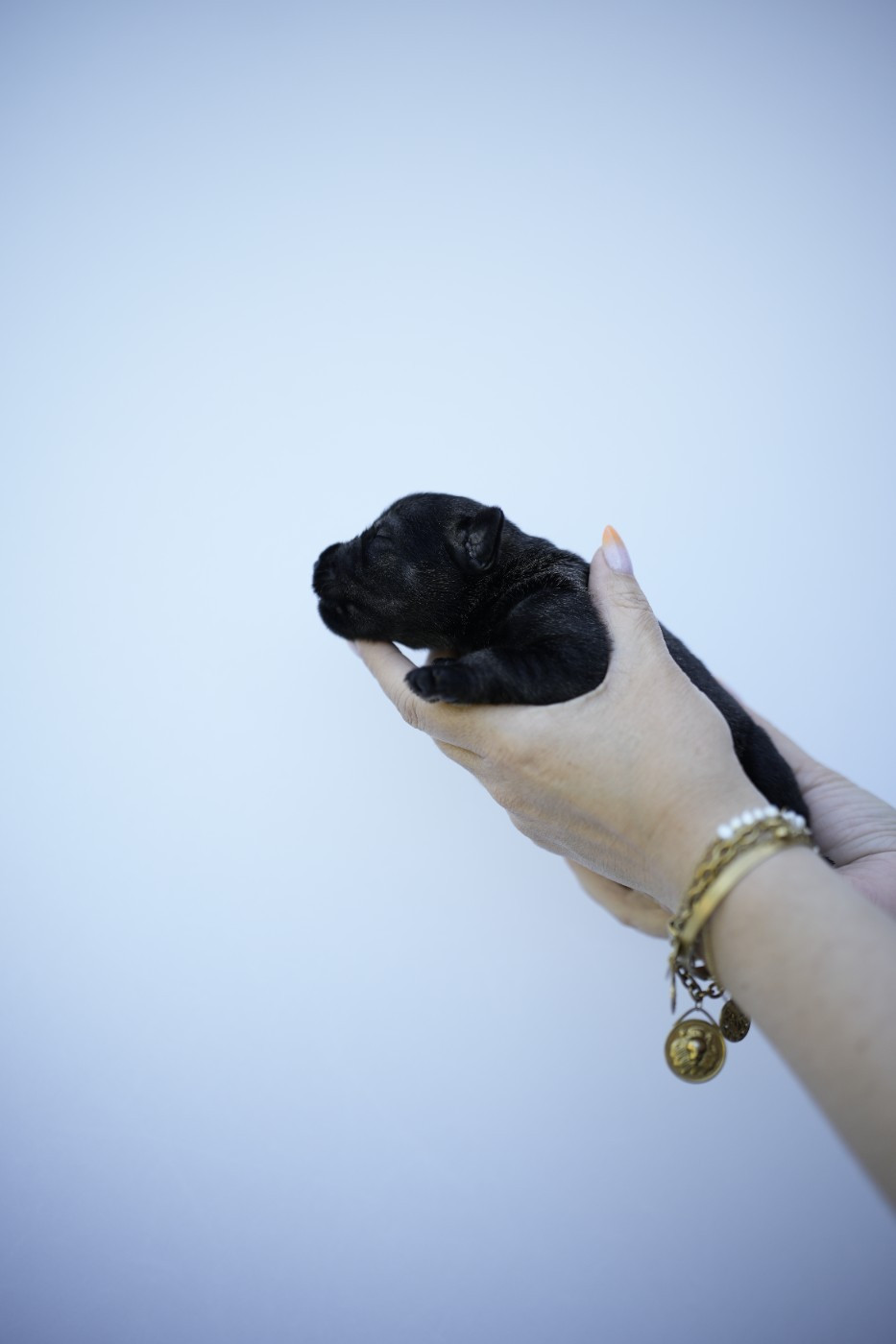 Du Domaine De Prescalix - Chiots disponibles - Schnauzer
