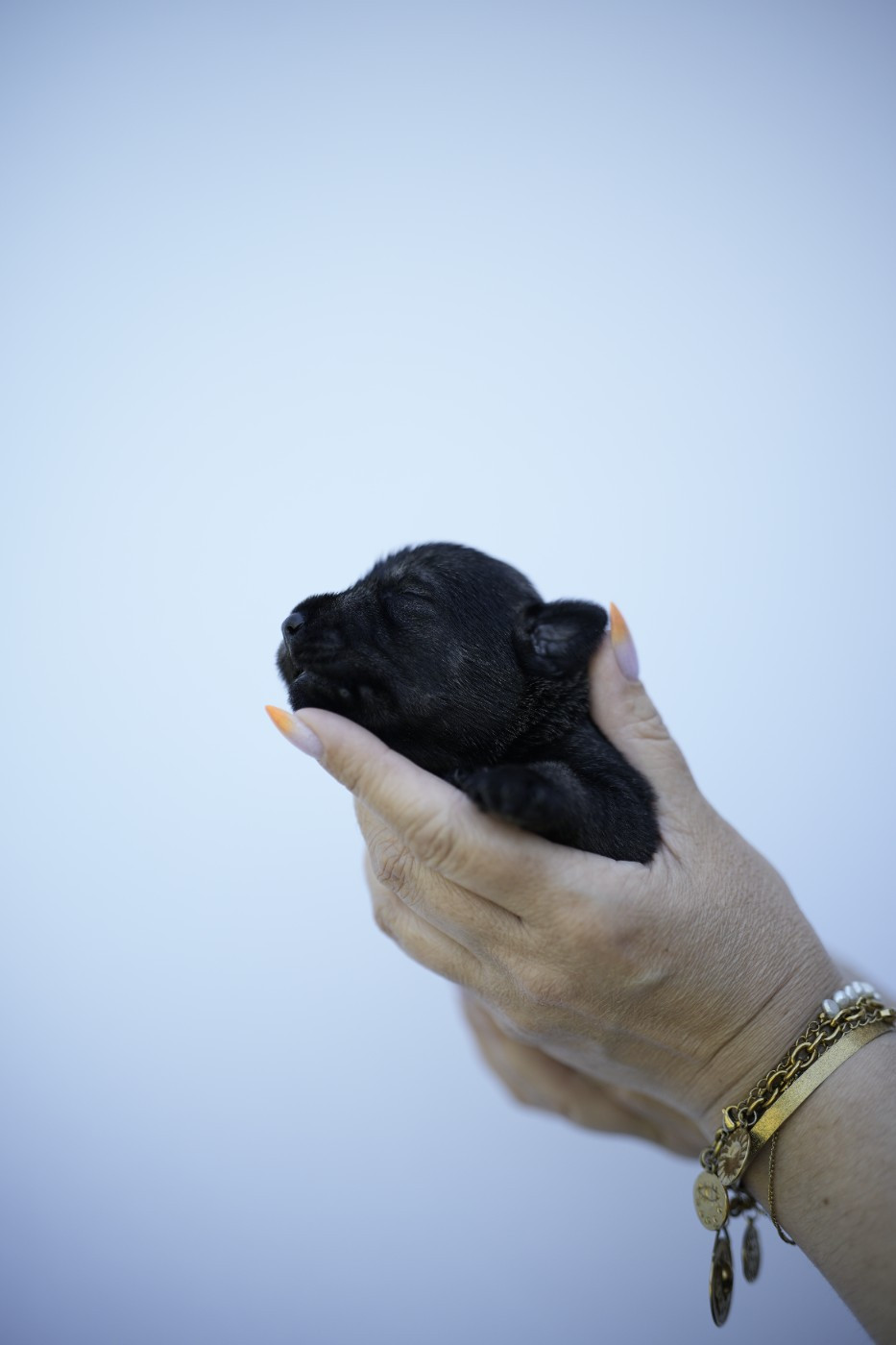 Du Domaine De Prescalix - Chiots disponibles - Schnauzer