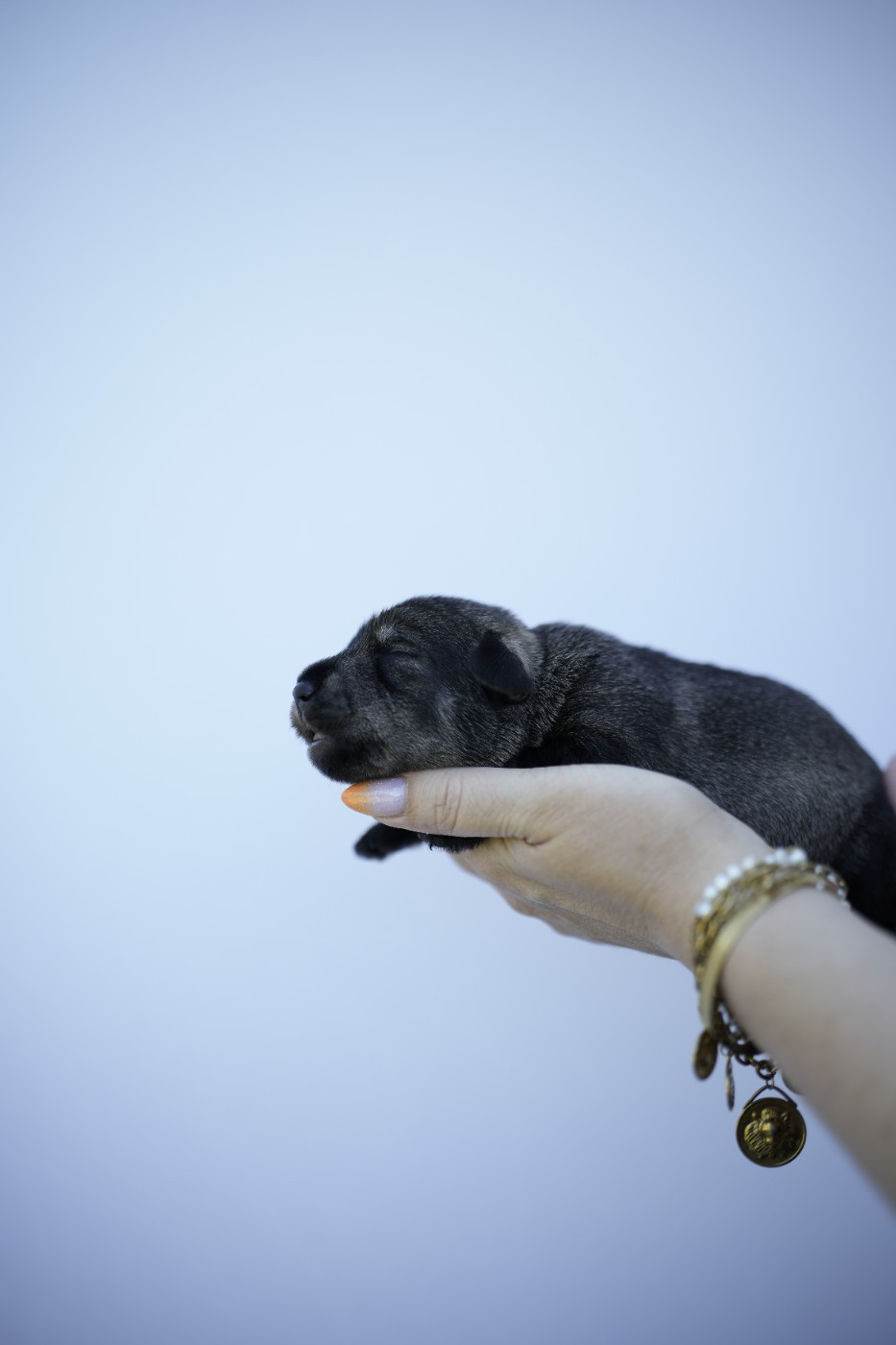Du Domaine De Prescalix - Chiots disponibles - Schnauzer