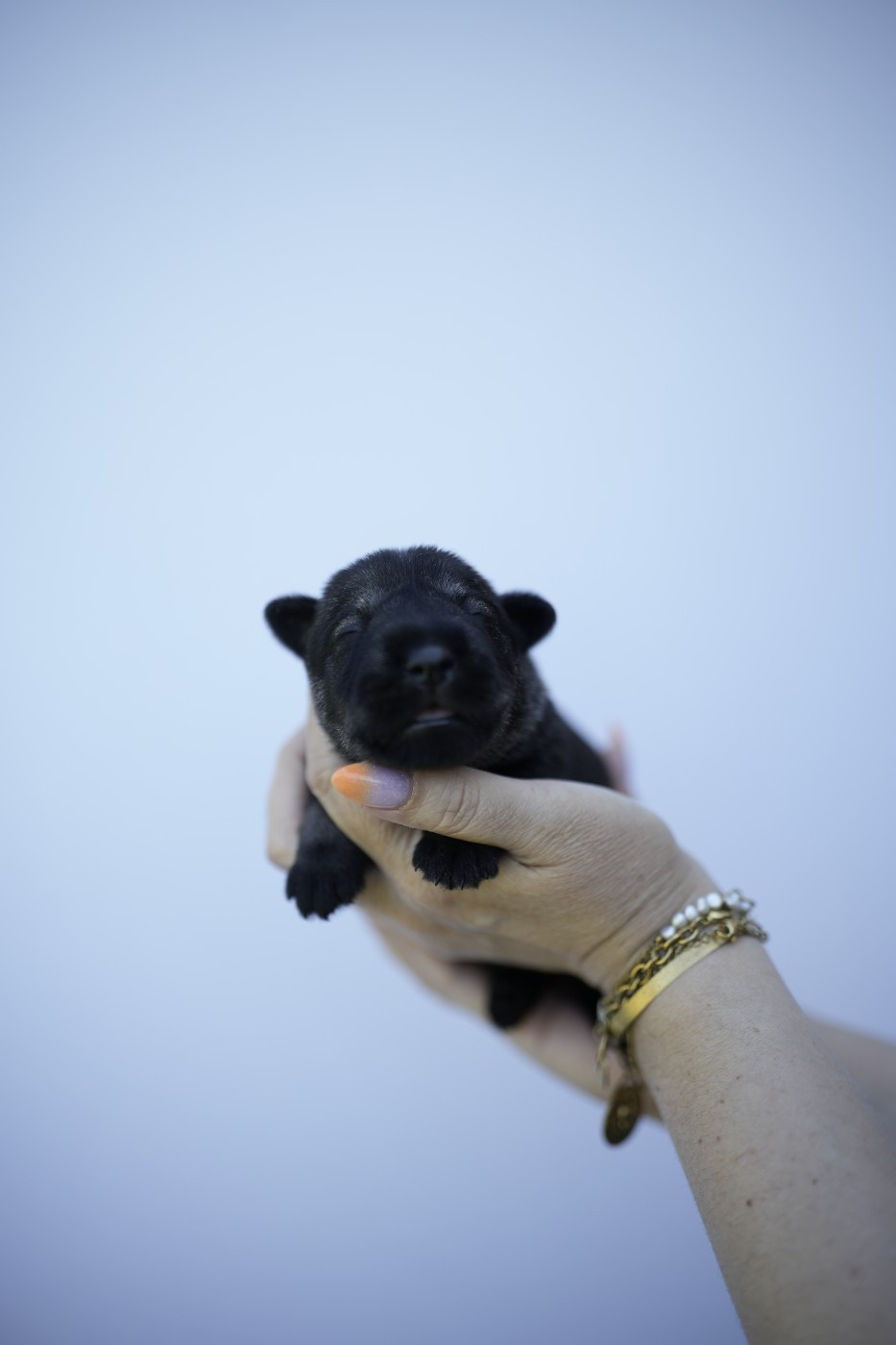 Du Domaine De Prescalix - Chiots disponibles - Schnauzer
