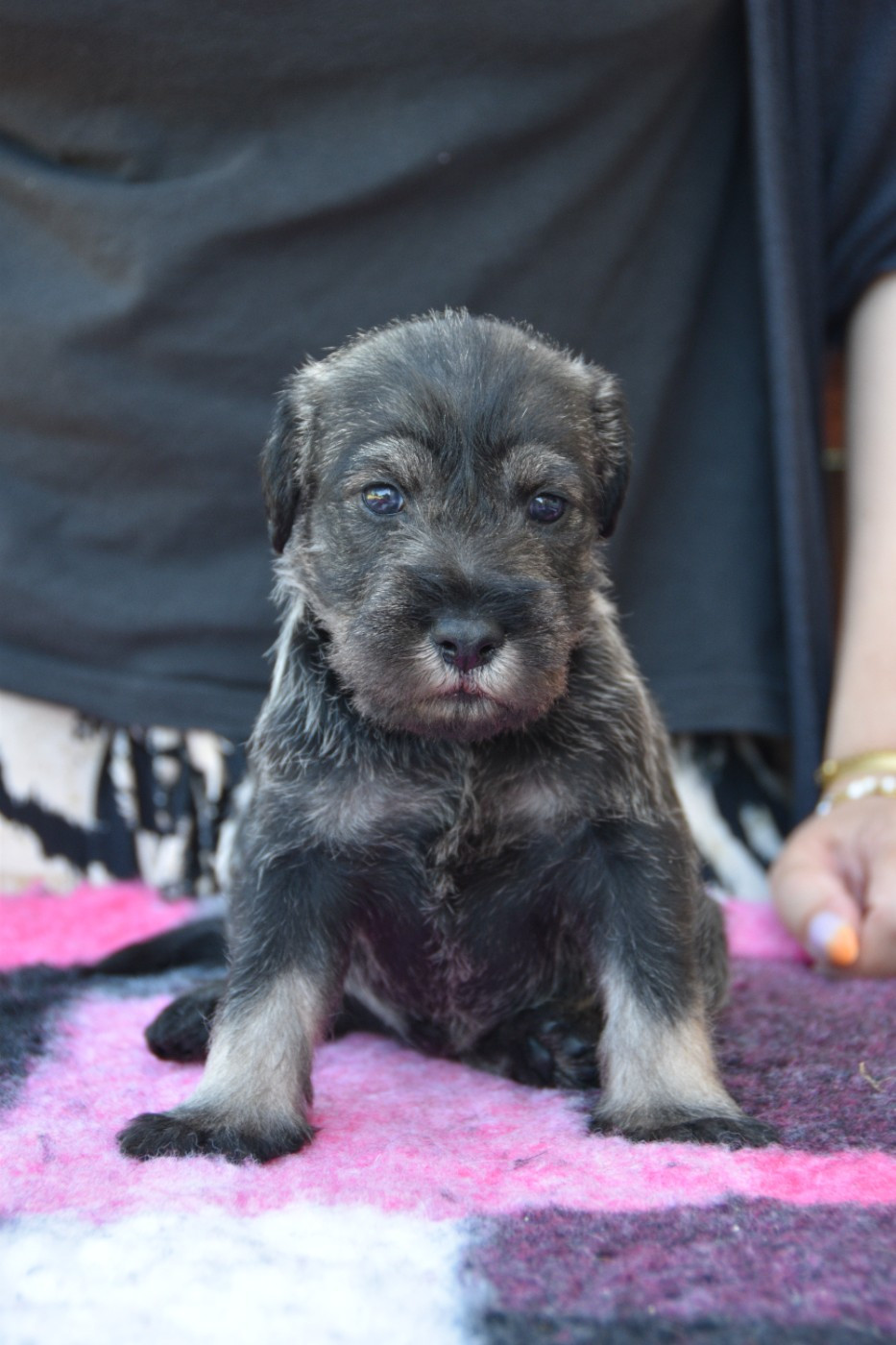 Du Domaine De Prescalix - Chiots disponibles - Schnauzer