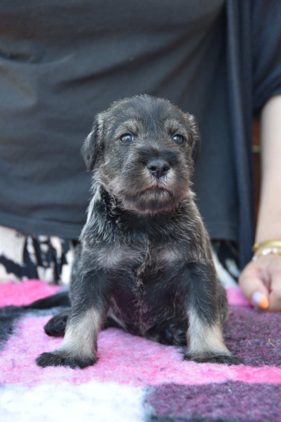 Du Domaine De Prescalix - Chiots disponibles - Schnauzer