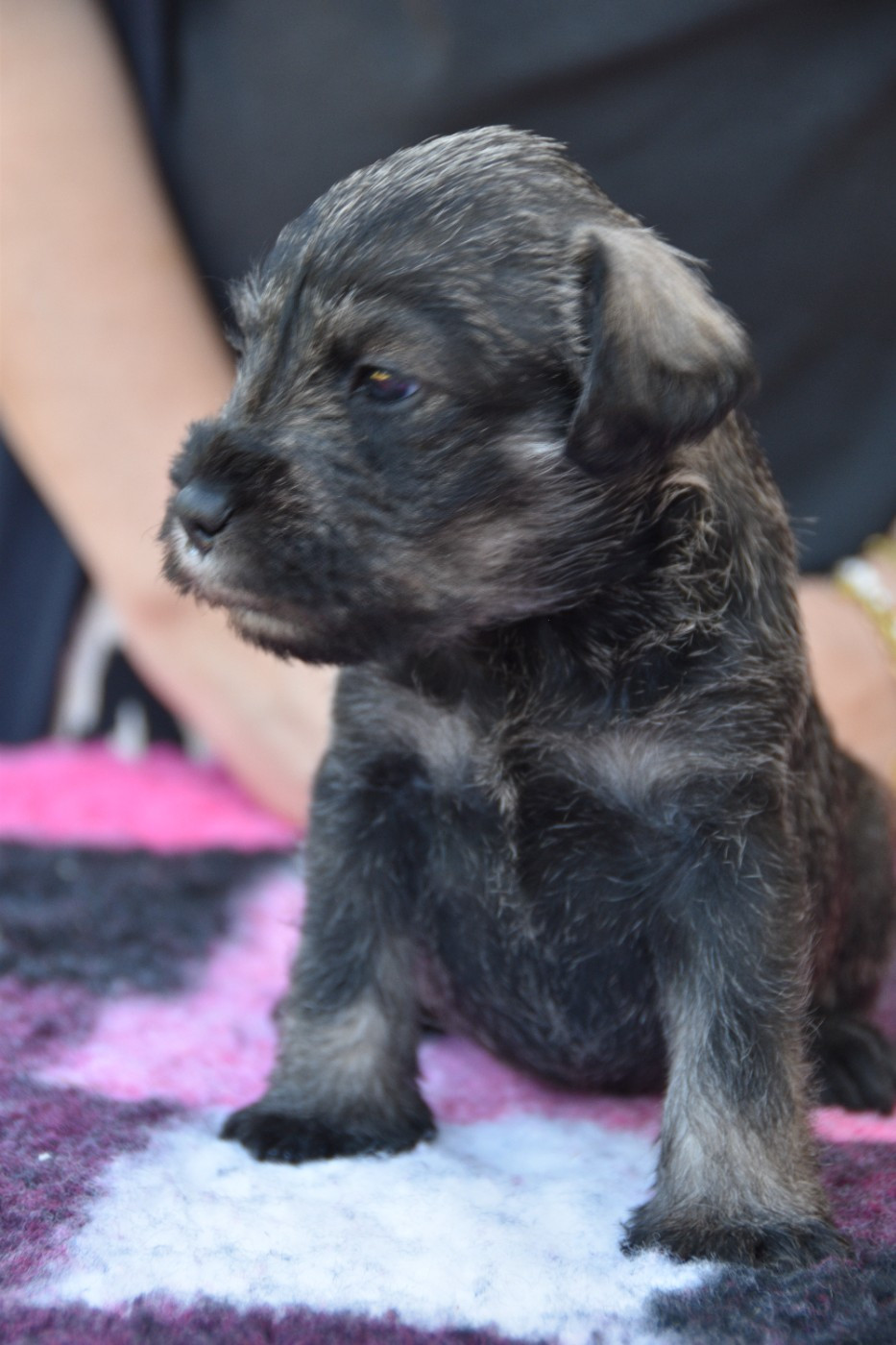 Du Domaine De Prescalix - Chiots disponibles - Schnauzer