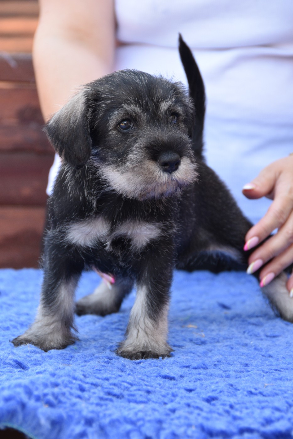 Du Domaine De Prescalix - Chiots disponibles - Schnauzer