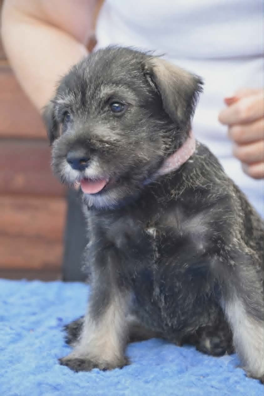 Du Domaine De Prescalix - Chiots disponibles - Schnauzer