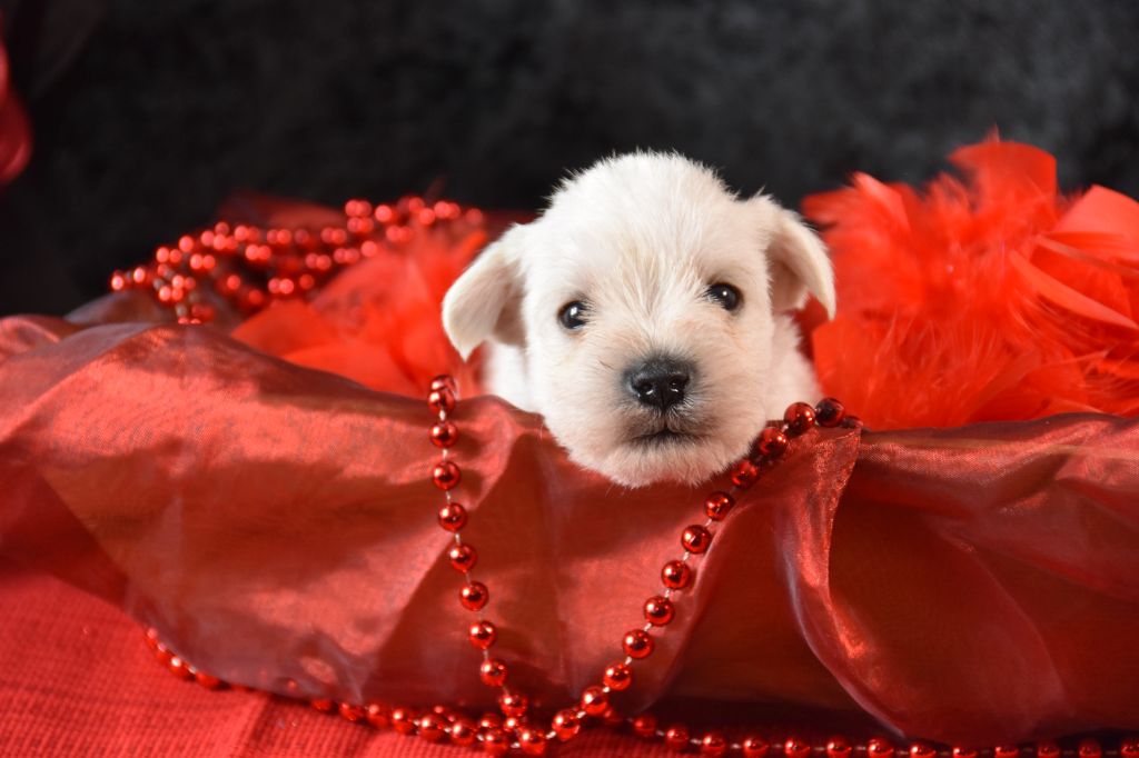 Du Domaine De Prescalix - Chiots disponibles - Schnauzer miniature